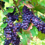 Meursault