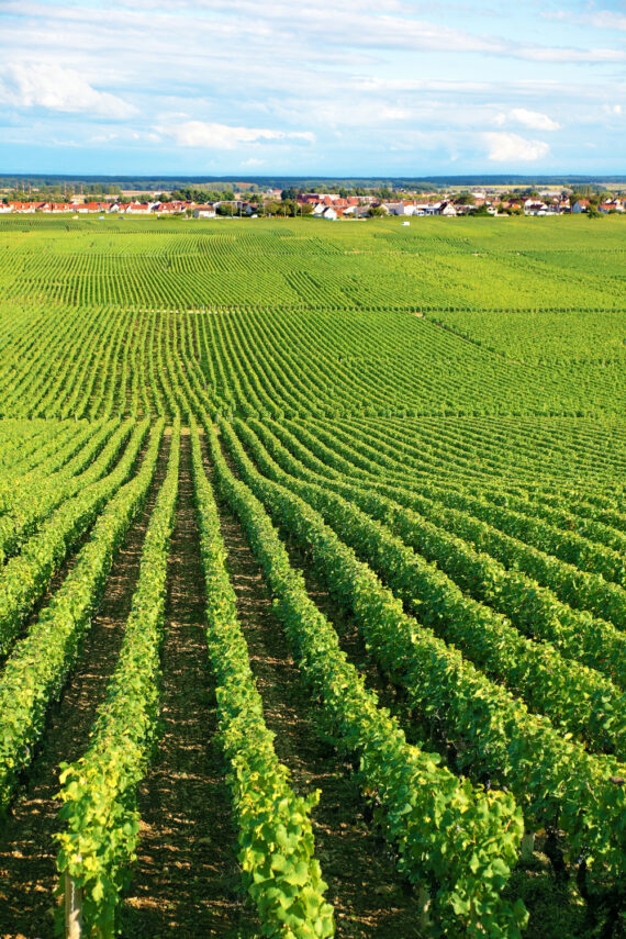 MEURSAULT